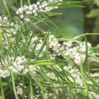 Asparagus falcatus L.